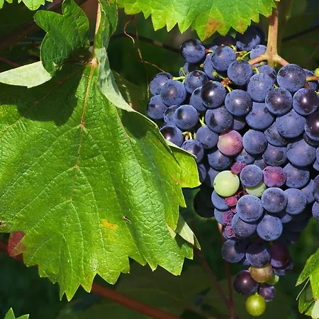 Tourist Farm Pri Zivcovih Dutovlje