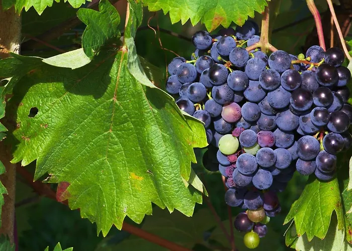 Tourist Farm Pri Zivcovih Dutovlje